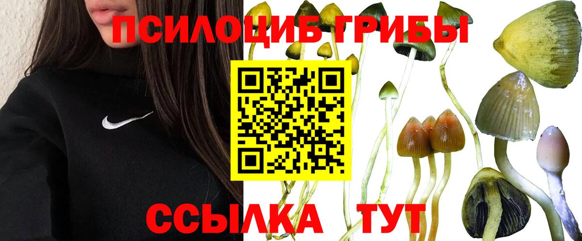 Избербаш  Псилоцибиновые грибы Cubensis  как найти закладки  Вход с VPN 